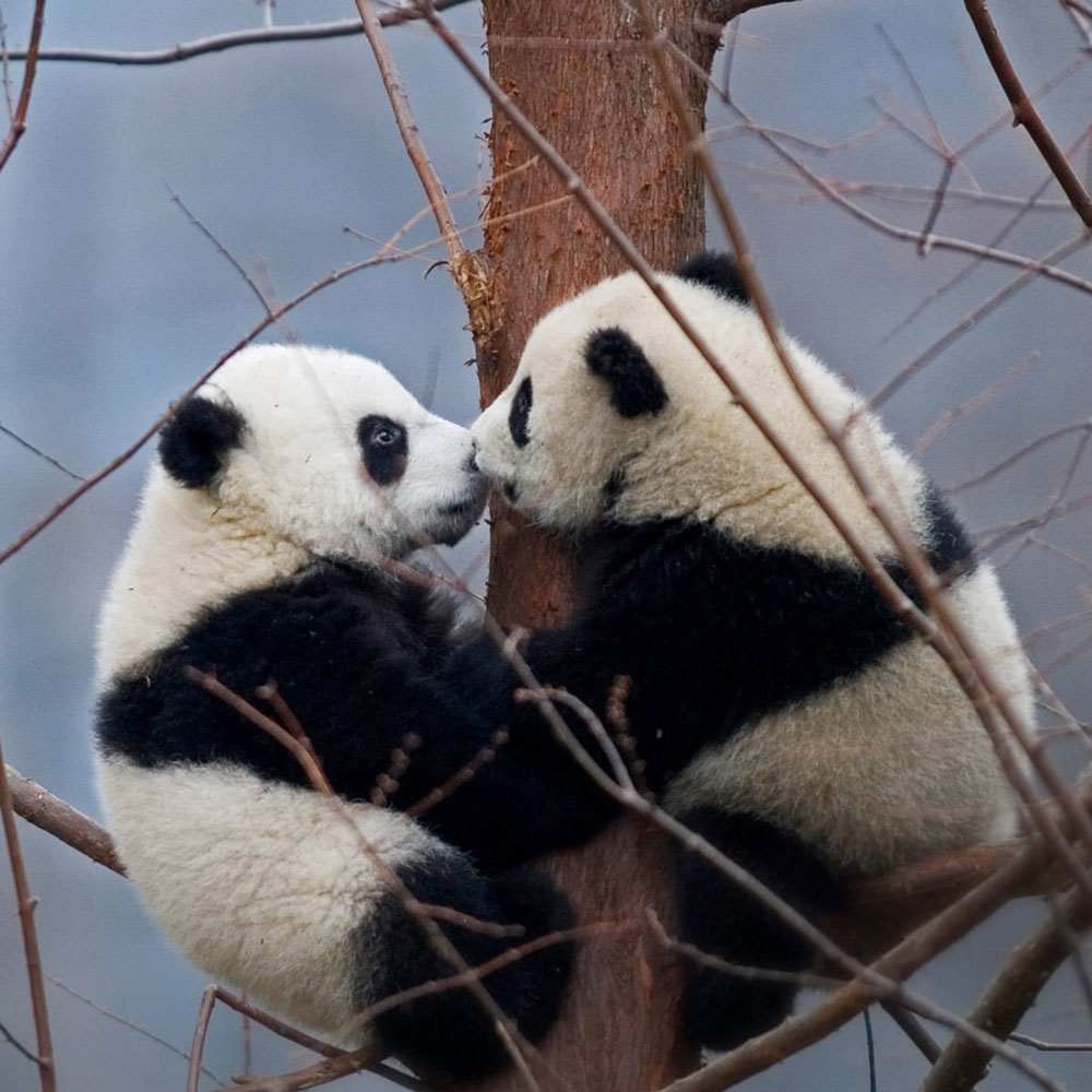 Knutschende Pandas
